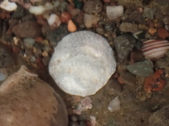 Heteranomia squamula