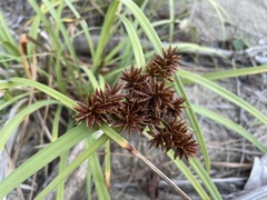 Cyperus planifolius