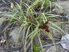 Cyperus planifolius