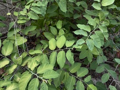 Dalbergia ecastaphyllum