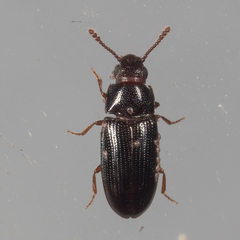 Pharaxonotha kirschii
