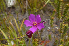 Drosera glabripes