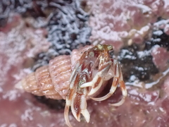 Pagurus acadianus