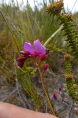 Drosera glabripes
