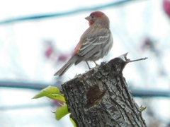 Haemorhous mexicanus