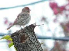 Haemorhous mexicanus