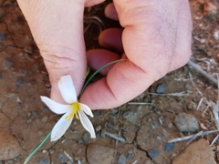 Crocus aleppicus