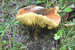Phylloporus clelandii