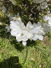 Rhododendron