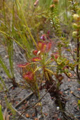 Drosera glabripes
