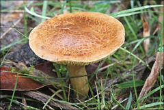 Phylloporus clelandii