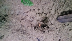 Cuniculus