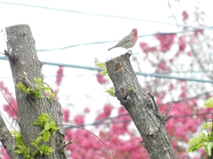 Haemorhous mexicanus