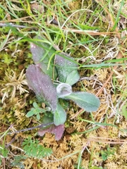 Hieracium longipilum