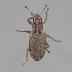 Sitona californius