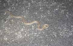 Arizona elegans eburnata