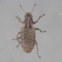 Sitona californius