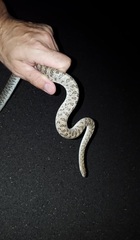 Arizona elegans eburnata