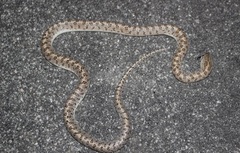 Arizona elegans eburnata