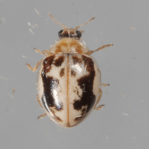 Kidney-spotted Fairy Lady Beetle photo 6