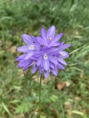 Dichelostemma