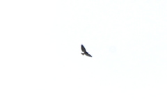 Geranoaetus albicaudatus