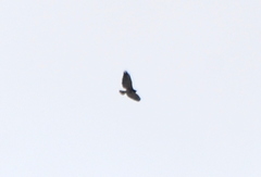 Geranoaetus albicaudatus