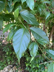 Banisteriopsis caapi