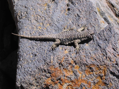 Phymaturus zapalensis