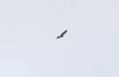Geranoaetus albicaudatus