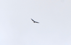 Geranoaetus albicaudatus