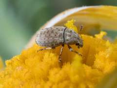 Trigonorhinus limbatus