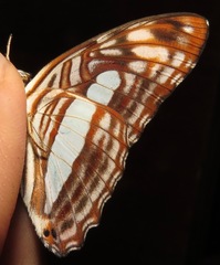 Adelpha iphiclus