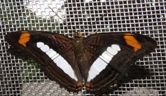 Adelpha iphiclus