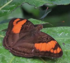 Adelpha mesentina