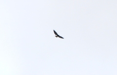 Geranoaetus albicaudatus