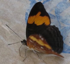 Adelpha irmina