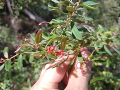 Grevillea linsmithii