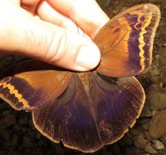 Caligopsis seleucida