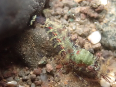 Eualus pusiolus
