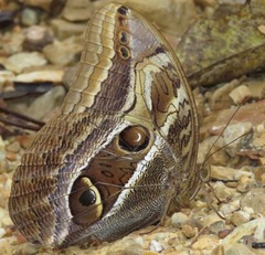 Caligopsis seleucida