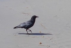 Corvus brachyrhynchos