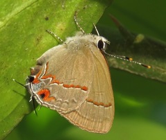 Electrostrymon hugon