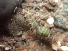 Eualus pusiolus