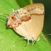 Nicolaea besidia - Photo (c) Rich Hoyer, some rights reserved (CC BY-NC-SA), uploaded by Rich Hoyer