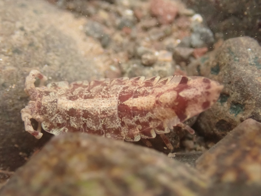 Idotea phosphorea