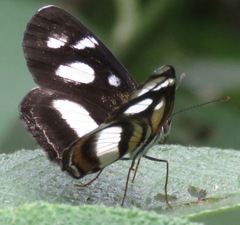 Eresia