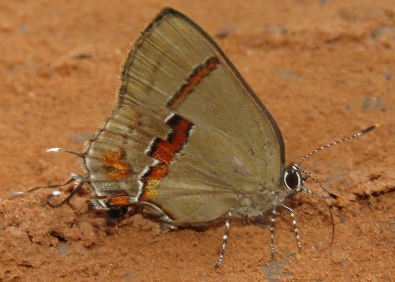 Badecla lanckena