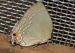 Strephonota tephraeus