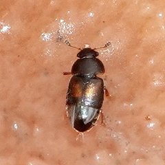 Colopterus truncatus